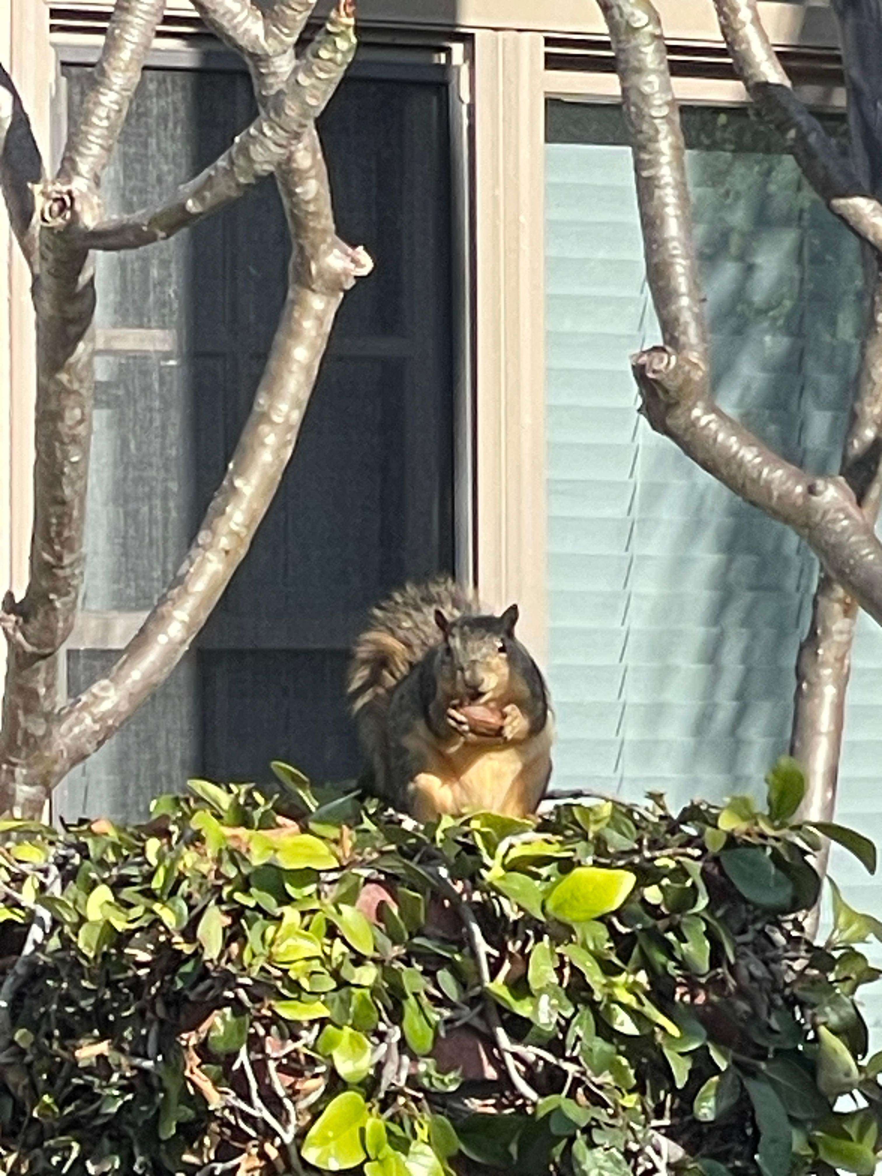 Cute squirrel holding a nut sitting on a hedge